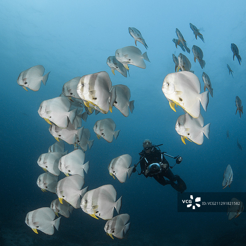 2020年3月2日，马尔代夫，印度洋，阿里环礁，Platax teira的长鳍蝙蝠鱼和水肺潜水员图片素材