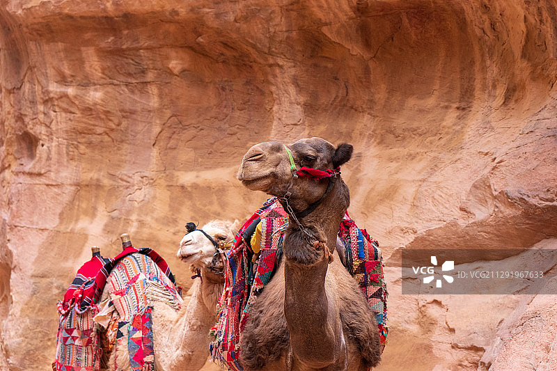 约旦佩特拉，带着彩色马具和马鞍的骆驼图片素材