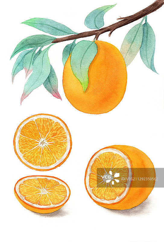 手绘水彩橙子果肉水果装饰画插画图片素材