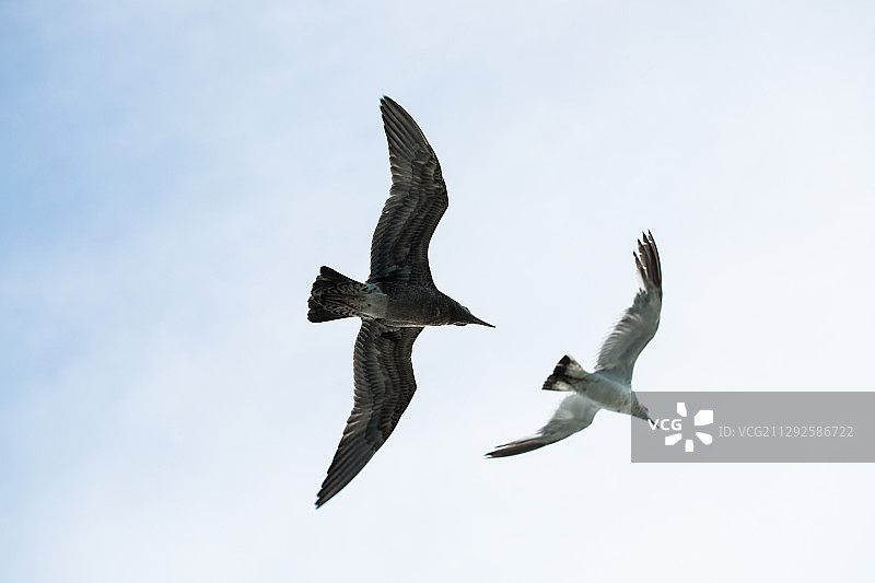 海洋 海鸥 蓝天 鸟图片素材
