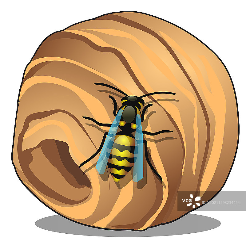 大黄蜂或黄蜂的巢被孤立图片素材