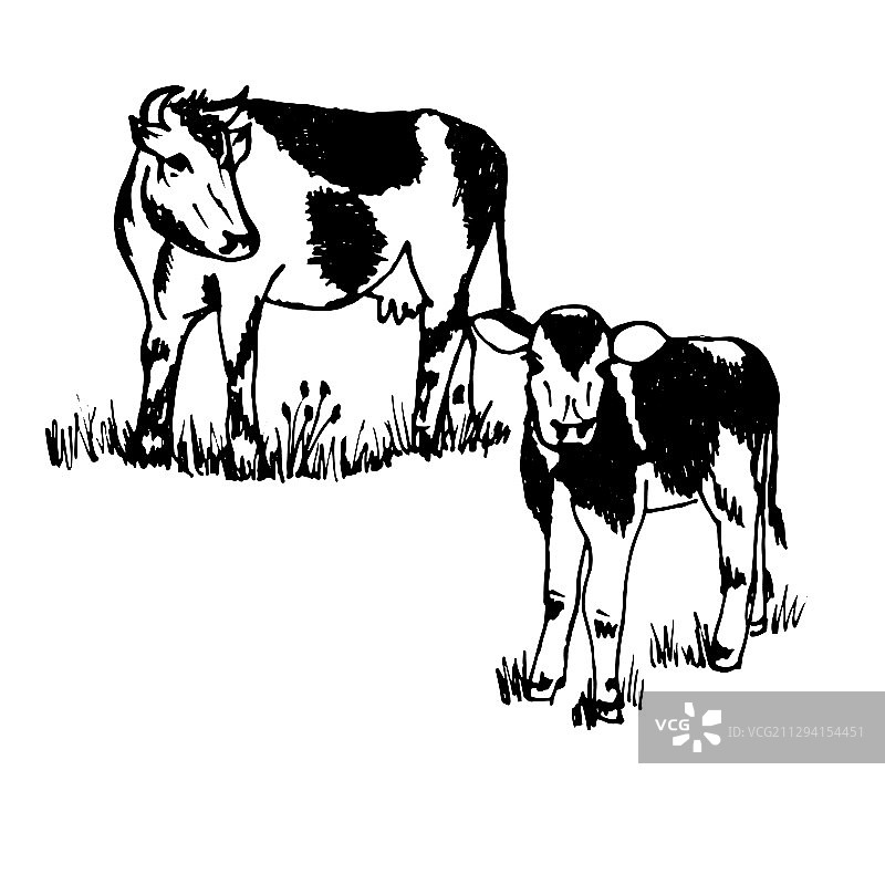 农场奶牛和小牛上涂鸦的宠物黑色轮廓图片素材