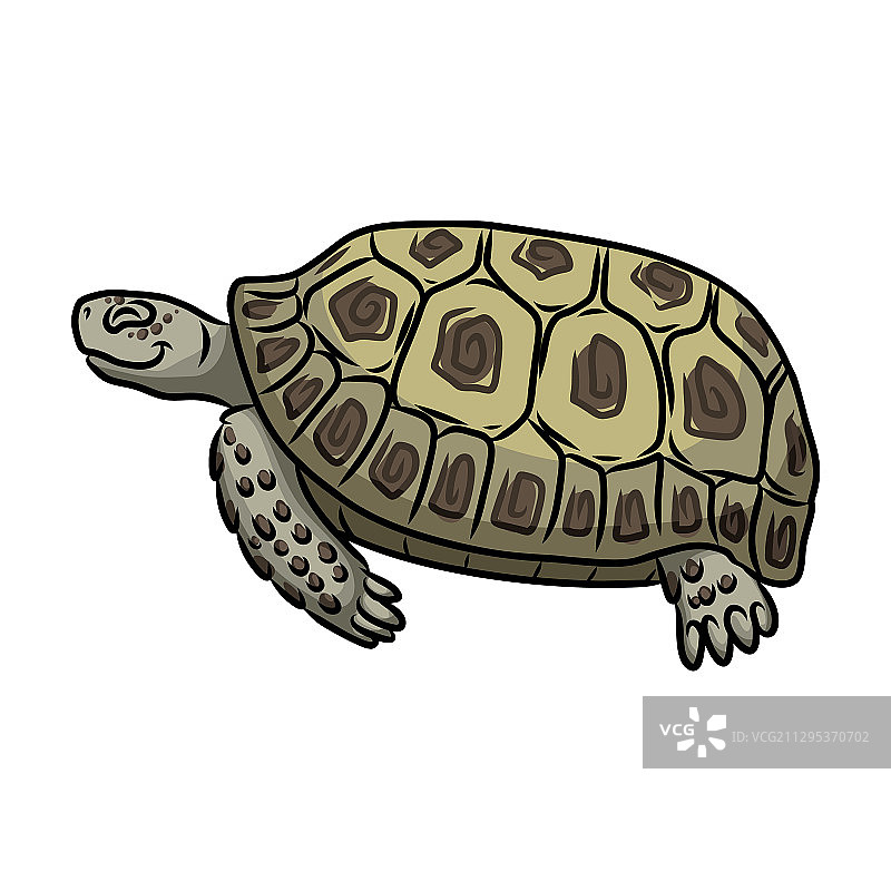 海龟图标卡通图标孤立上图片素材