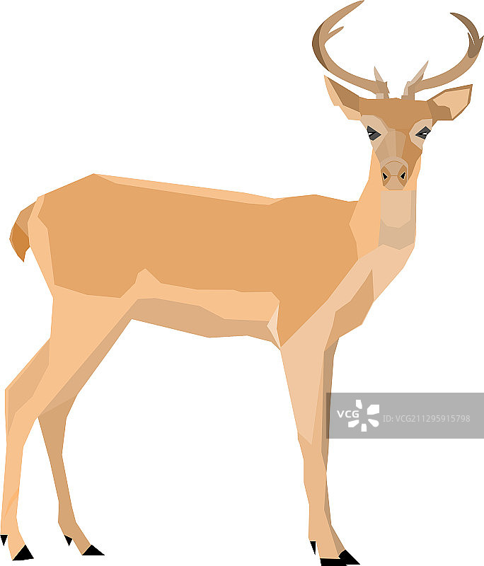 鹿是栖息在泰国的动物图片素材