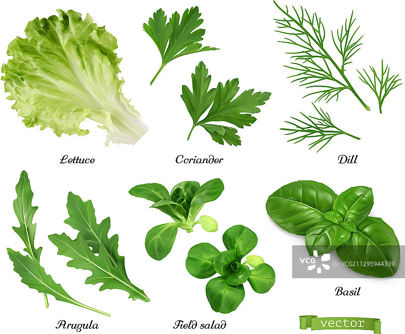 绿色和香料逼真的设置生菜，香菜图片素材