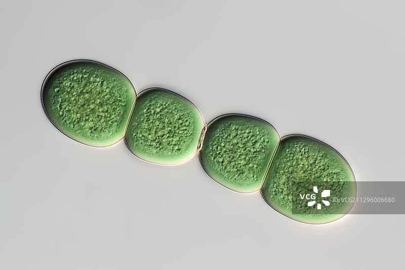 蓝藻青球菌，光镜图片素材