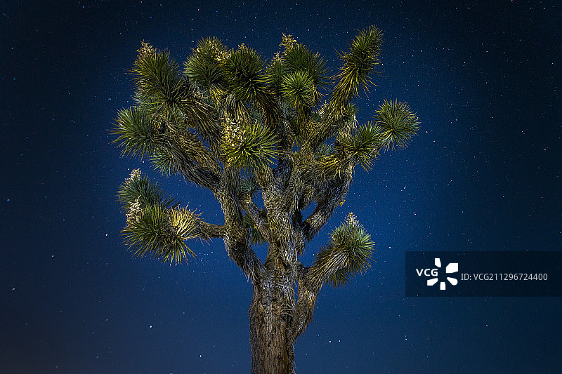 约书亚树的夜景图片素材