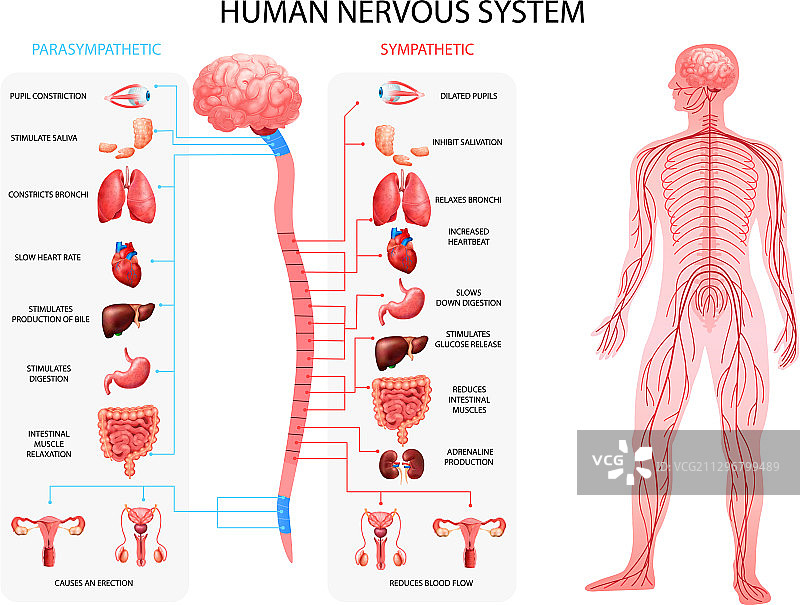神经系统真实图图片素材