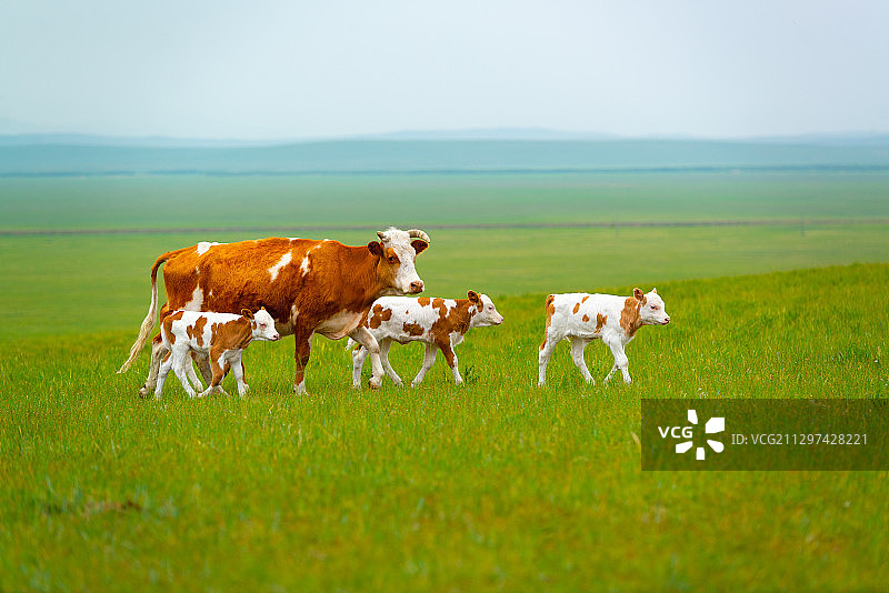 草原上的奶牛图片素材