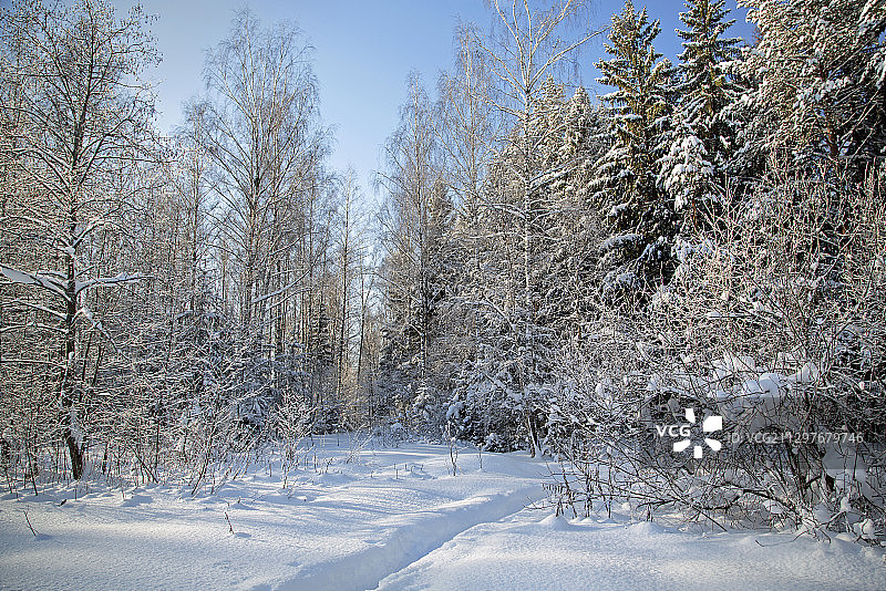 天空下白雪覆盖的田野上的树木图片素材