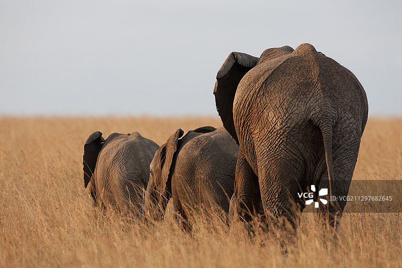 非洲的大象，肯尼亚卡特瓦纳图片素材