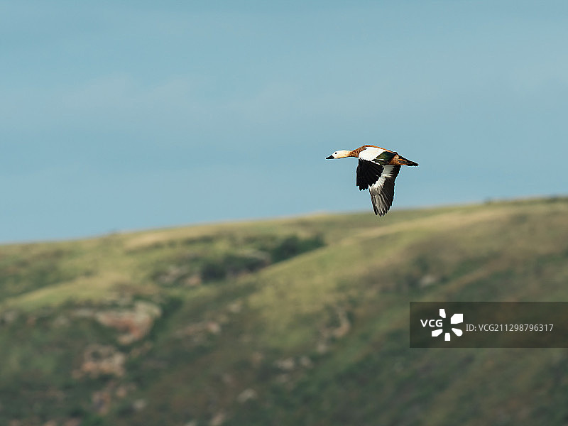 赤麻鸭飞翔图片素材