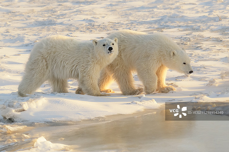 两只北极熊在打架，汤普森，加拿大图片素材