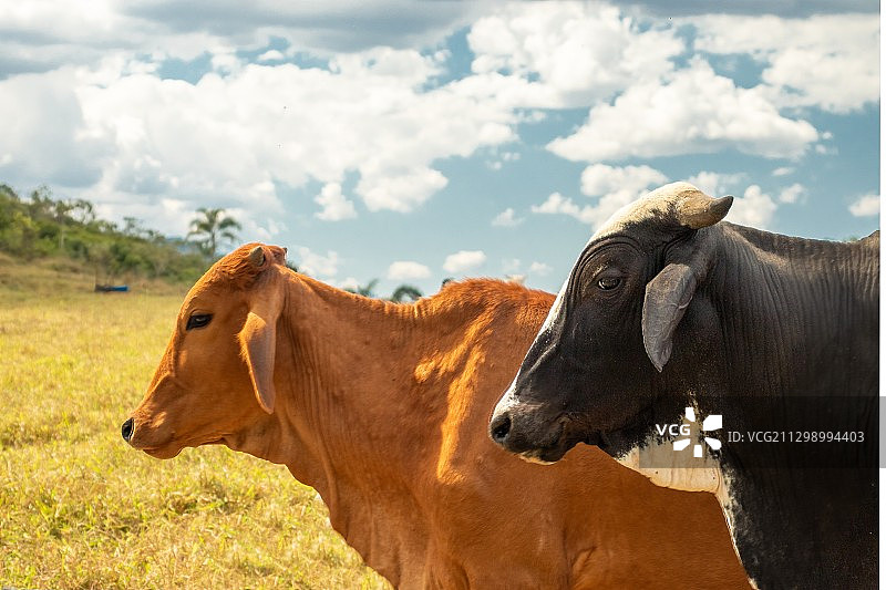 侧面的奶牛站在田野上对着天空，雷森德，巴西图片素材