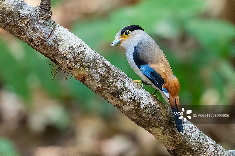 鸟栖息在树枝上的特写，清迈，泰国图片素材