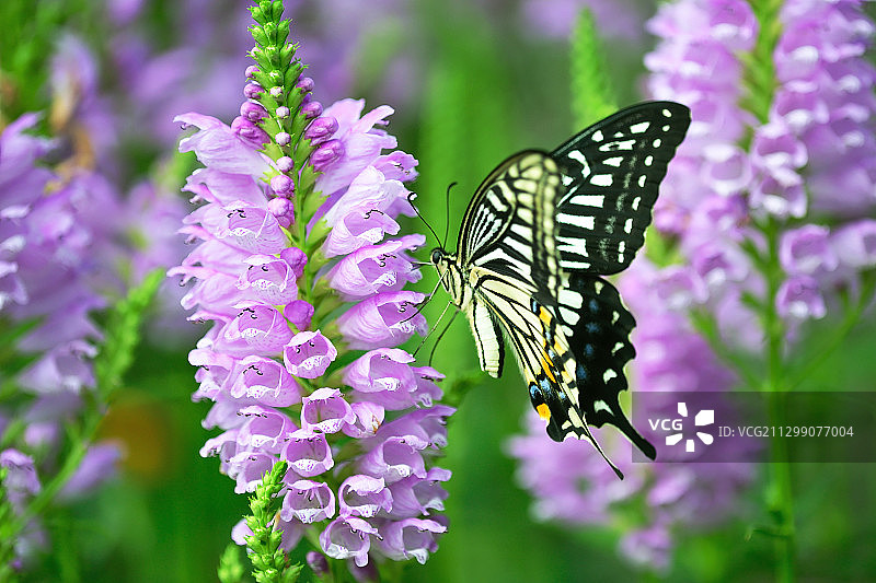 蝴蝶在紫色花朵上传粉的特写图片素材