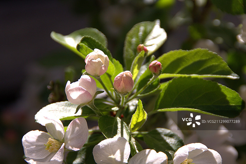 白色开花植物特写，德国Zirndorf图片素材
