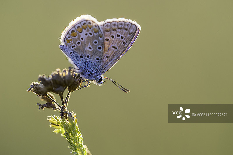 蝴蝶在花上授粉的特写，克尼斯巴赫斯坦，德国图片素材