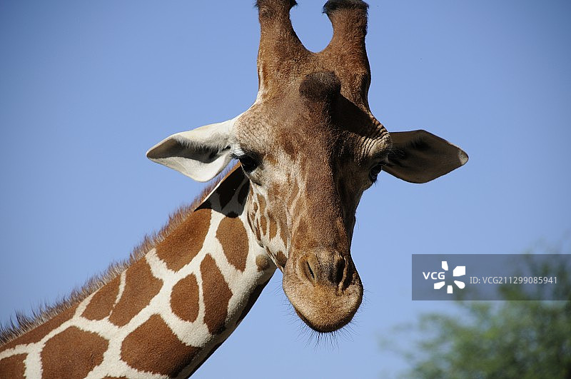 低角度的长颈鹿对晴朗的蓝天图片素材