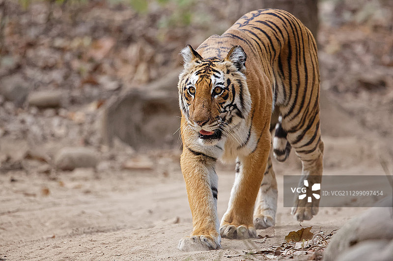 老虎在陆地上行走的肖像，Rmnagar，印度图片素材