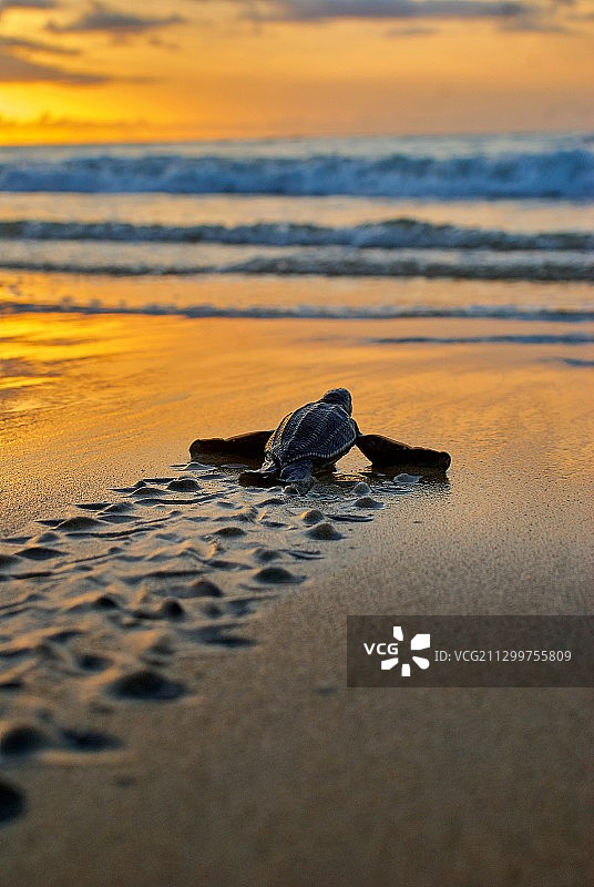 西多巴哥黑岩，特立尼达和多巴哥，日落时分，小海龟在海滩上爬回大海图片素材
