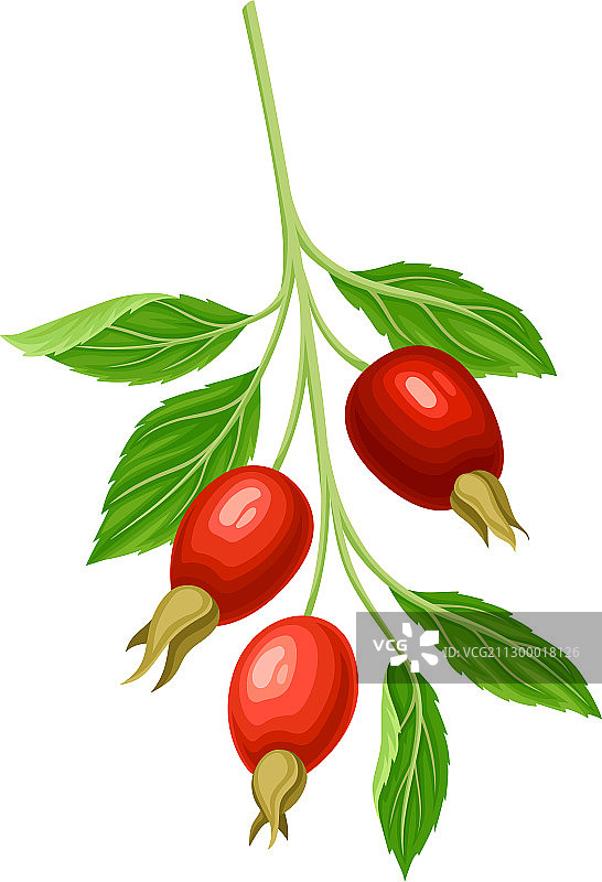 挂着成熟的红浆果的山楂枝图片素材