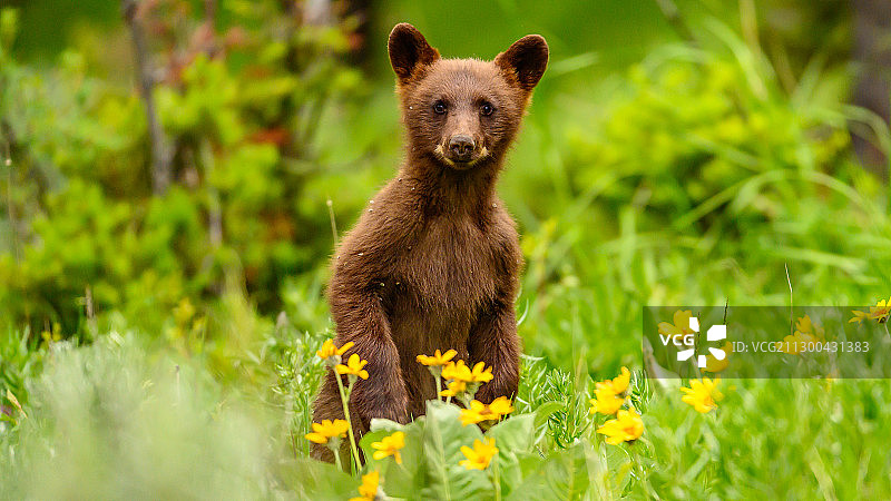 熊站在草地上的肖像，提顿县，WY，美国图片素材