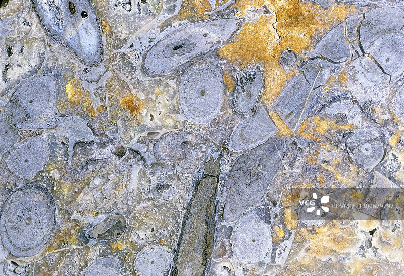 化石植物茎图片素材