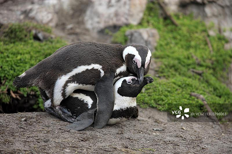 一对非洲企鹅或黑脚企鹅(Spheniscus demersus)，交配，贝蒂湾，南非，非洲图片素材