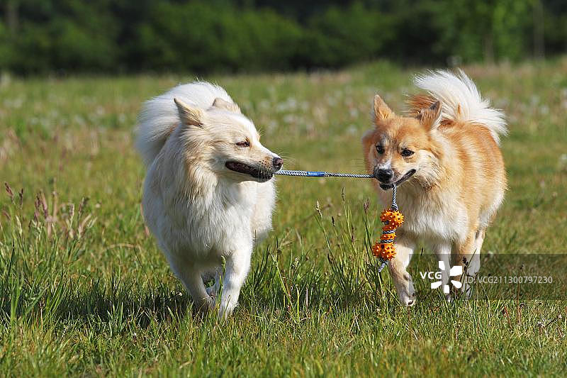 冰岛牧羊犬，两只雌性带着狗玩具，奔跑着图片素材