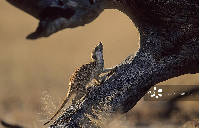 猫鼬(Suricata suricatta)，卡拉哈里Kgalagadi越境公园，卡拉哈里，南非，非洲图片素材