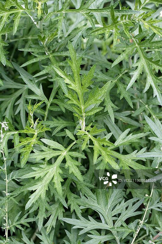 苦艾(Artemisia absinthium L.)图片素材