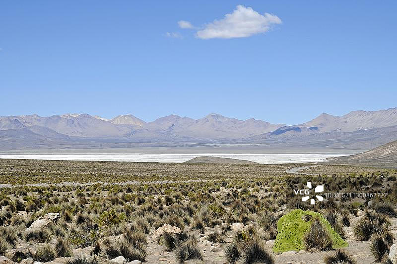 Yareta或Llareta (Azorella compacta)，草，植被，草原，开阔的平原，Surire Salar，盐湖，国家保护区，Lauca国家公园，Altiplano，北Grande，智利北部，智利，南美图片素材