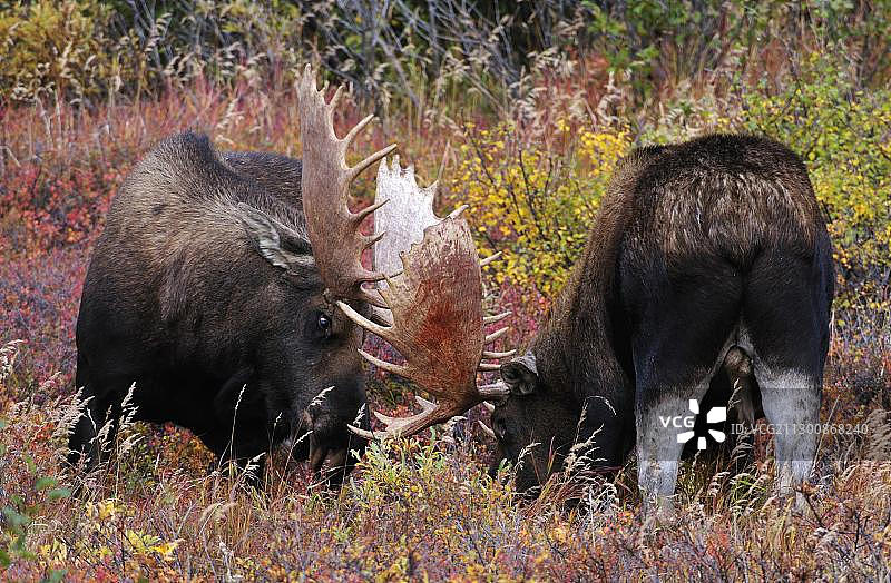 阿拉斯加德纳里国家公园，在发情季节，公驼鹿在打斗图片素材