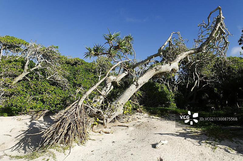 在苍鹭岛海滩上的露兜棕榈树，卡布里卡尼亚礁国家公园，大堡礁，昆士兰，澳大利亚，大洋洲图片素材