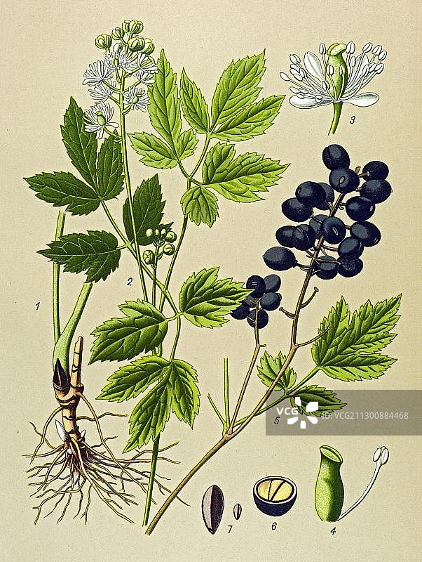 历史说明，欧亚班乃果，有毒植物，药用植物图片素材