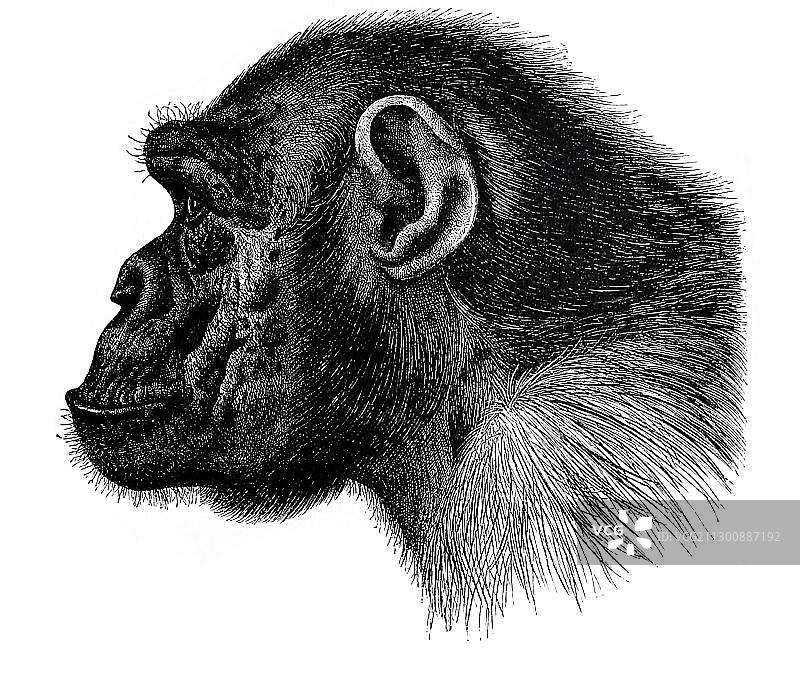 插图，黑猩猩的肖像，侧面图片素材