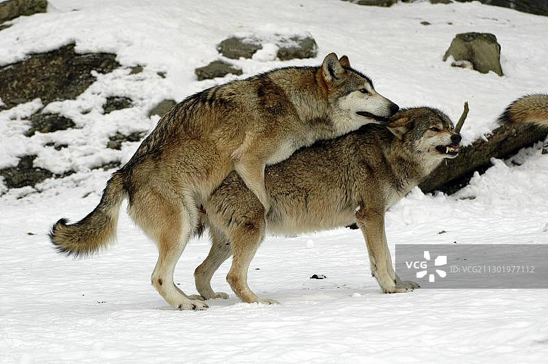 在欧洲德国的动物园里，加拿大麦肯齐谷或阿拉斯加的森林狼正在玩耍、打架图片素材