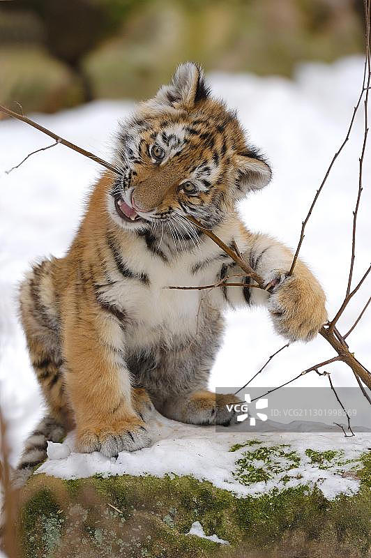 西伯利亚虎(Panthera tigris altaica)肖像年轻图片素材