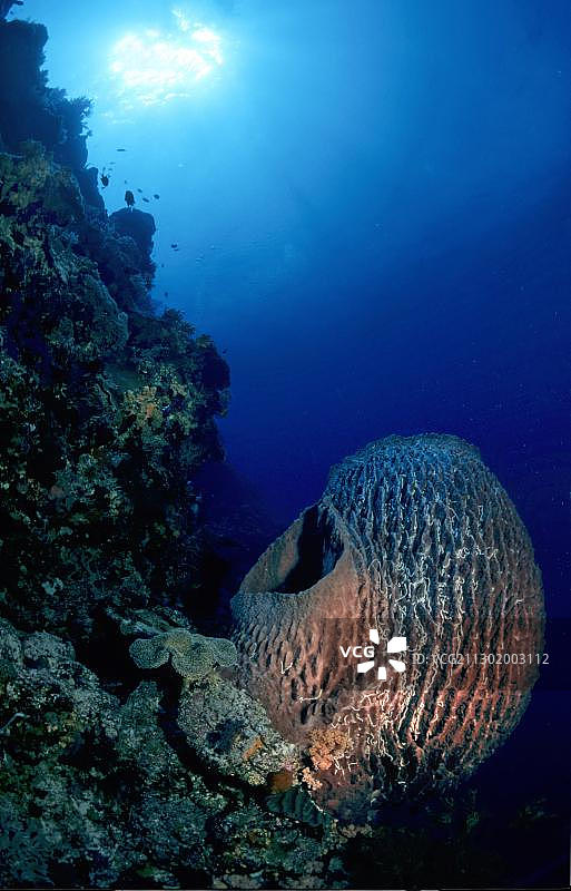巨大的桶状海绵，Xestospongia testudinaria，在礁石上图片素材