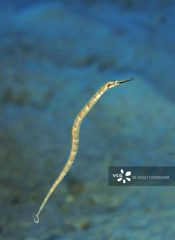 导向尖嘴鱼(Corythoichthys schultzi)，红海图片素材