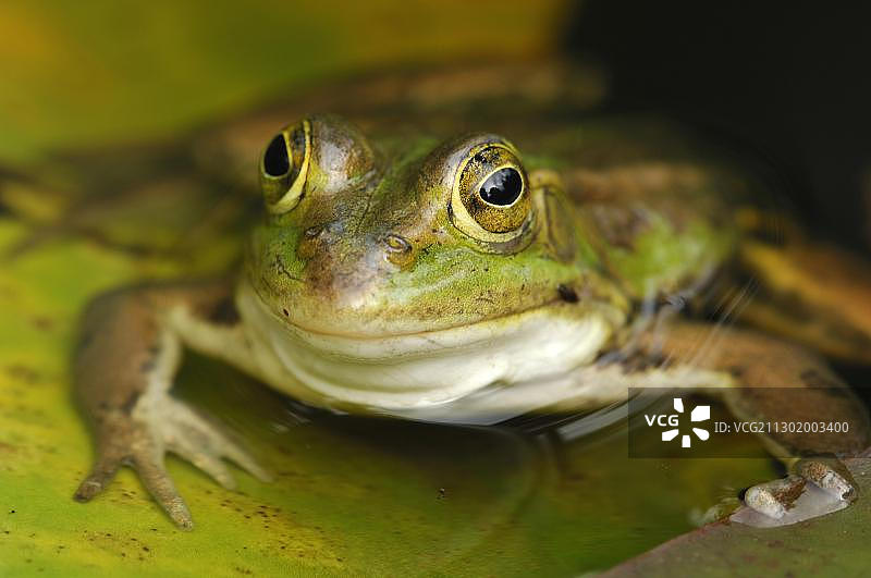 可食用青蛙(Rana esculenta)的肖像图片素材