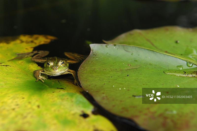 坐在睡莲叶子上的可食用青蛙(林蛙)图片素材