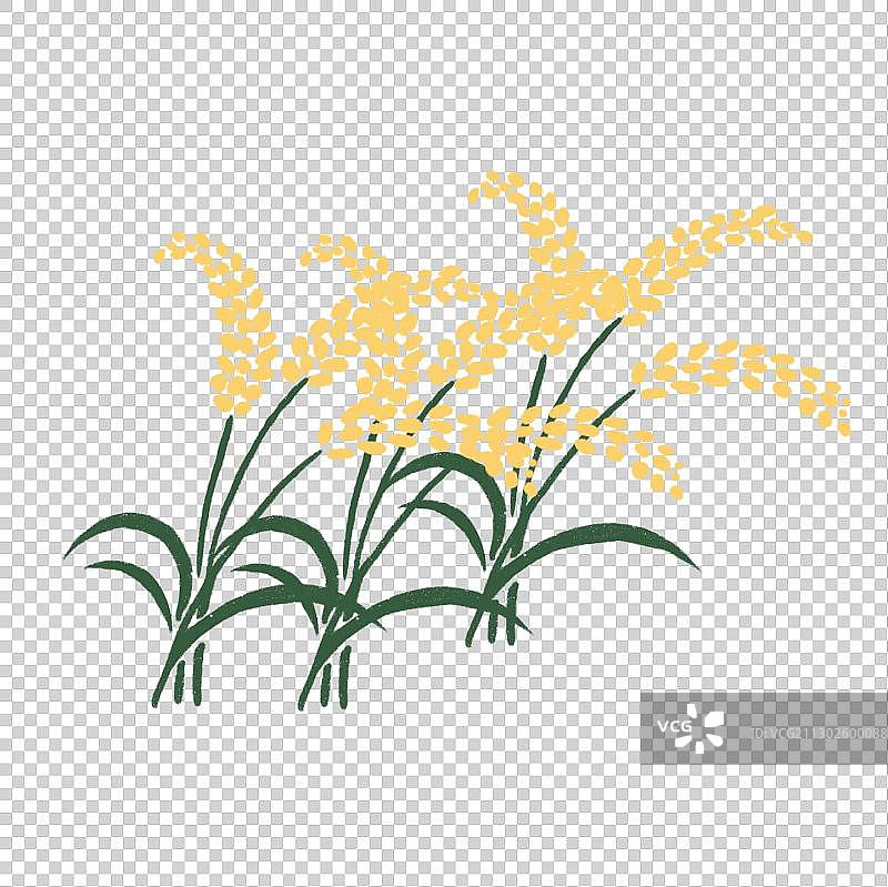 稻谷稻穗丰收谷物插图手绘元素图片素材