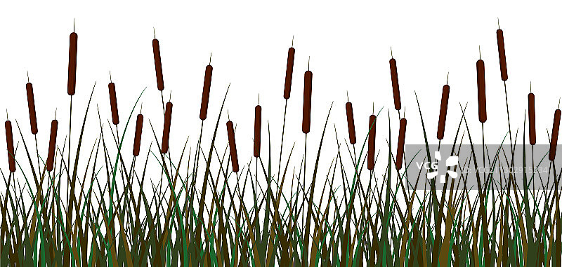 沼泽芦苇背景绿色沼泽芦苇棕色图片素材