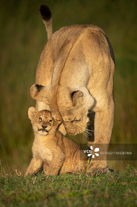 年轻的狮子,Itilima,坦桑尼亚图片素材