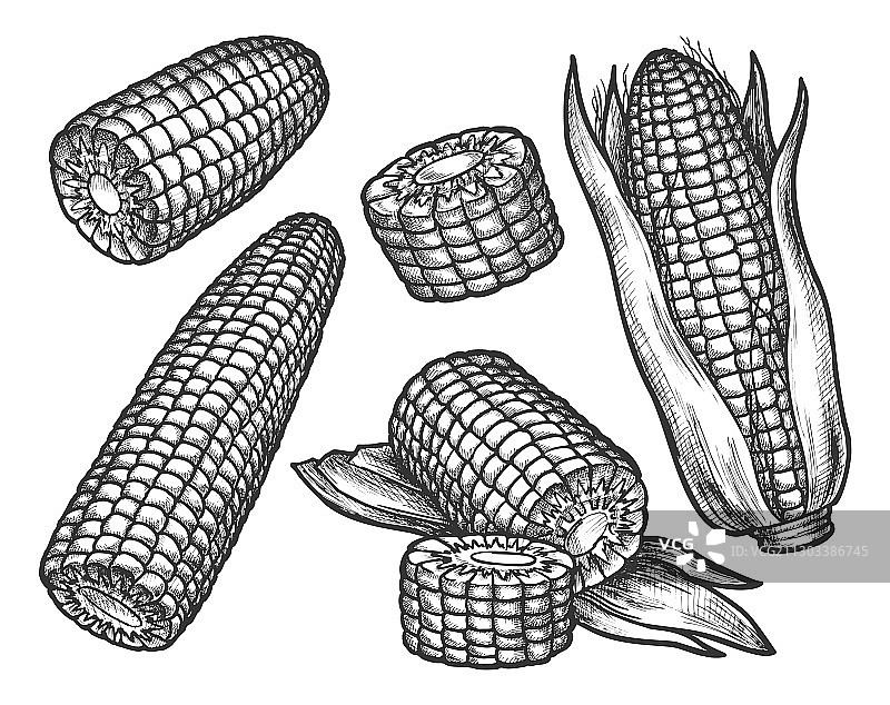 陈年速写玉米芯与谷物玉米图片素材