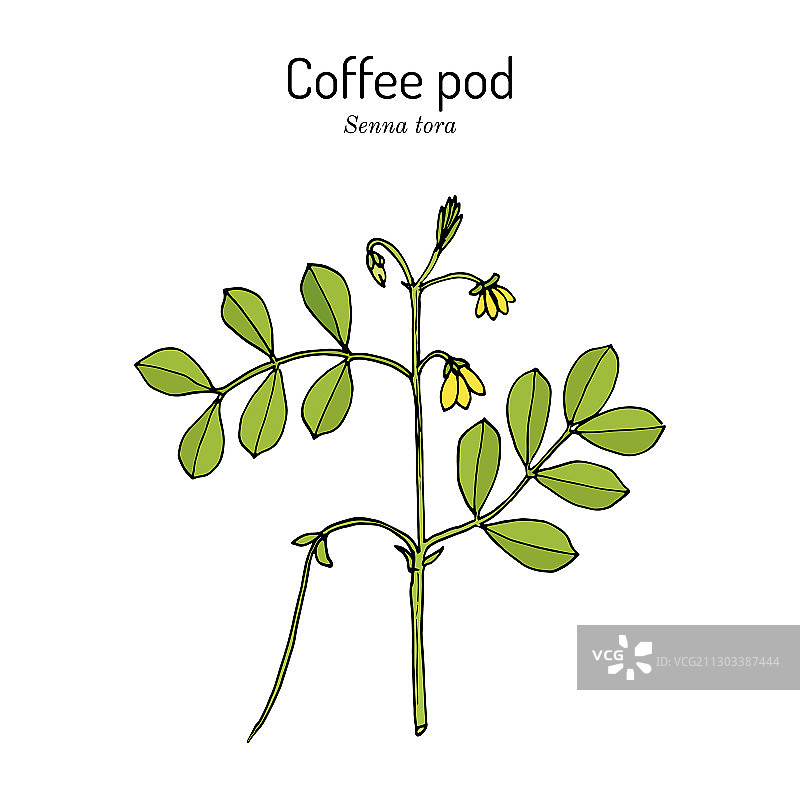 咖啡豆荚番泻草或镰刀野敏感图片素材