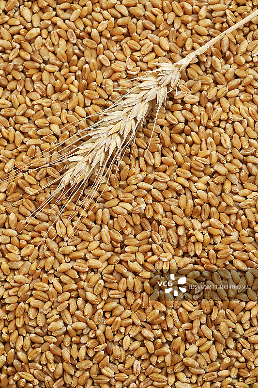 一根麦穗放在铺满麦粒的平面上图片素材