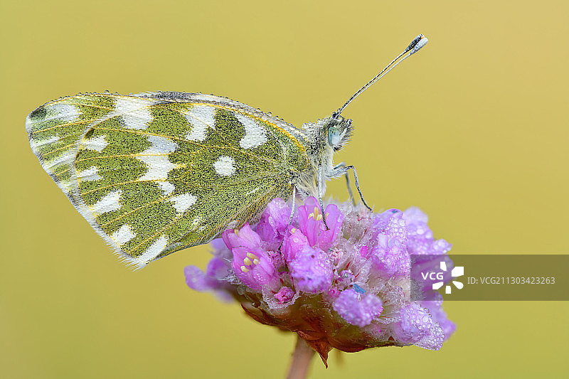 蝴蝶在紫色花朵上授粉的特写，德国图片素材